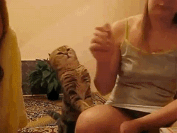 Sad Cat Asking For Cuddle GIF