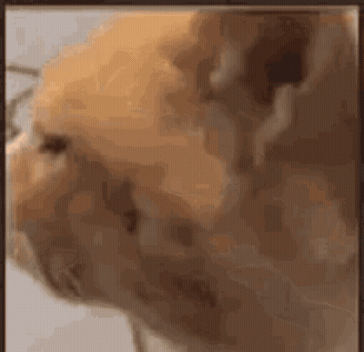 Sad Cat Close-Up GIF