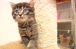 Sad Cat Crying In Pain  GIF