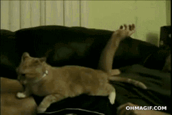 Sad Cat Cuddled By Owner GIF