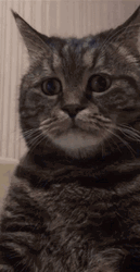 Sad Cat Dead Inside GIF