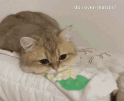 Sad Cat Depressed Question  GIF