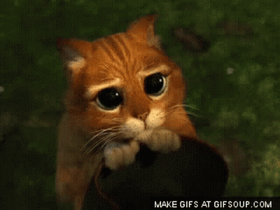 Sad Cat GIF