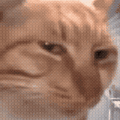 Sad Cat Face Close Up GIF