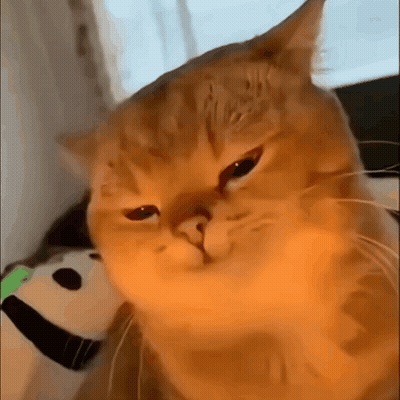 Sad Cat Face GIF