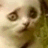 Sad Cat Freaked Out Look  GIF