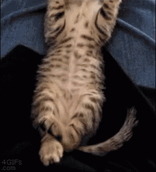 Sad Cat Funny Laying Down Pose GIF