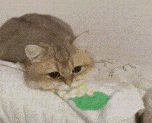 Sad Cat GIF