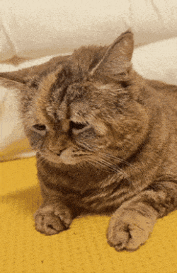 Sad Cat Kitty GIF