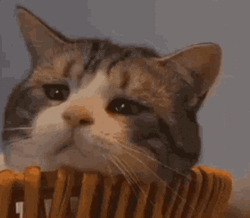 Sad Cat Lazy Staring  GIF