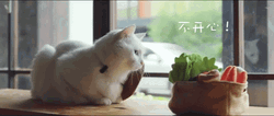 Sad Cat Looking Out The Window GIF
