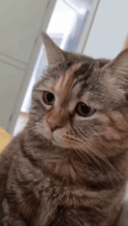 Sad Cat Meow GIF