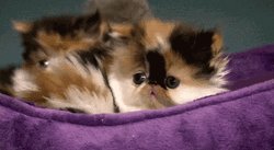 Sad Cat Meowing Slowly GIF