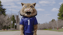 Sad Cat Montana State Mascot Bowing Down  GIF