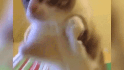 Sad Cat Playing Dead GIF