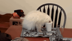 Sad Cat Playing White Cup GIF