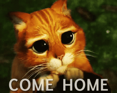 Sad Cat Saying Come Home GIF