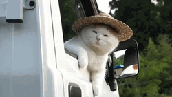 Sad Cat Shiro Looking Out  GIF