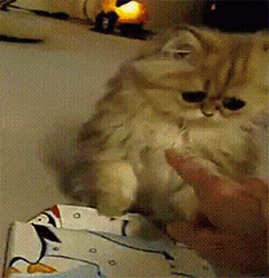 Sad Cat Slowly Turning Away  GIF