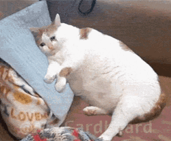 Sad Cat Slowly Vanishing  GIF