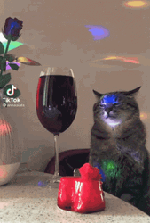 Sad Cat Tiktok Time  GIF