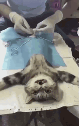 Sad Cat Undergoing Surgery  GIF