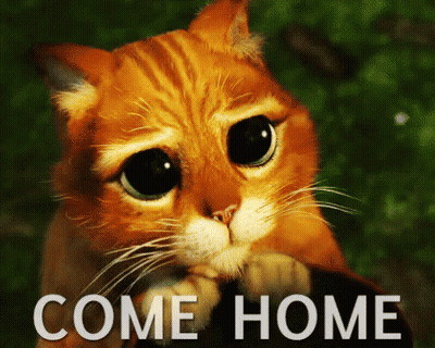 Sad Cat With Come Home GIF