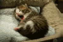 Sad Cat Yawning In Bed  GIF