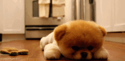 Sad Cute Brown Puppy In Floor GIF