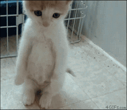 Sad Cute Cat