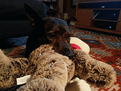 Sad Cute Dog Ears GIF