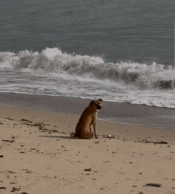 Sad Dog Alone In The Sea GIF