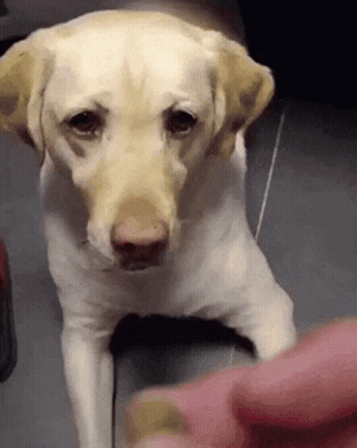 Sad Dog Being Held By Person GIF