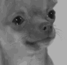 Sad Dog Chihuahua Crying GIF