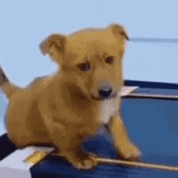 Sad Dog Dorgi GIF