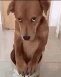 Sad Dog Feeling Sorry GIF