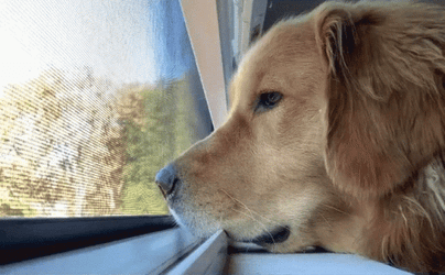 Sad Dog Golden Retriever GIF