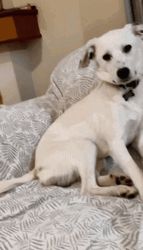 Sad Dog On Couch GIF