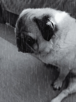 Sad Dog Pug GIF