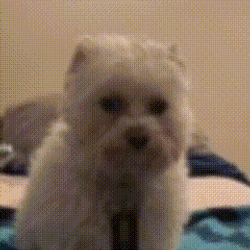 Sad Dog Shih Tzu GIF