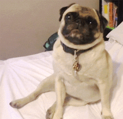 Sad Face Pug GIF