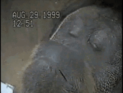 Sad Fat Monkey Being Alone GIF