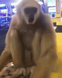 Sad Gibbon Animal GIF