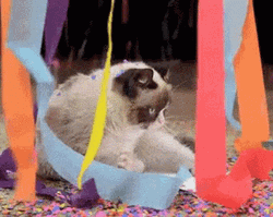 Sad Grumpy Cat Party Confetti GIF