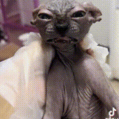 Sad Hairless Cat GIF