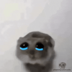 Sad Hamster Crying GIF