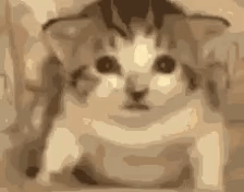 Sad Kitten Looking At Camera GIF
