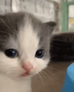 Sad Kitten Pitiful GIF