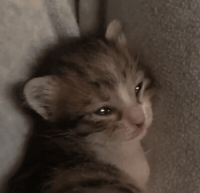Sad Kitten GIF