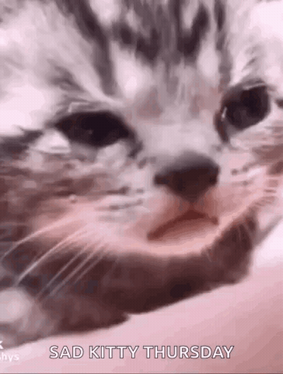 Sad Kitty Thursday Cat Close Up GIF